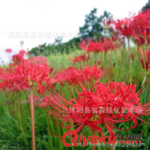 牧草種子*臺灣雜交甜象草種子 雜交狼尾草種子  美洲狼尾草種子