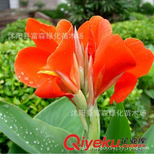 富森園林供應各種球根花卉 蔥蘭 玉簾 白花蔥蘭 綠化蔥蘭花