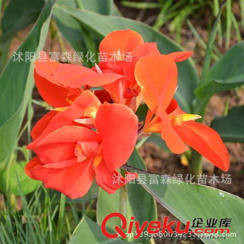 【富森園林】供應優質球根花卉 美人蕉 基地直銷 量大從優原始圖片2