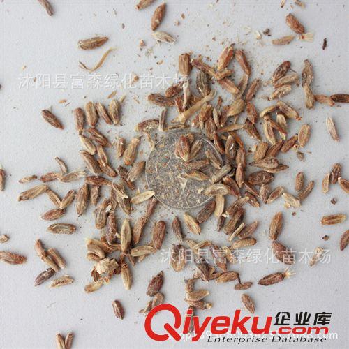 富森園林提供多肉植物【金枝玉葉】 辦公室內迷你盆栽 不帶盆發貨