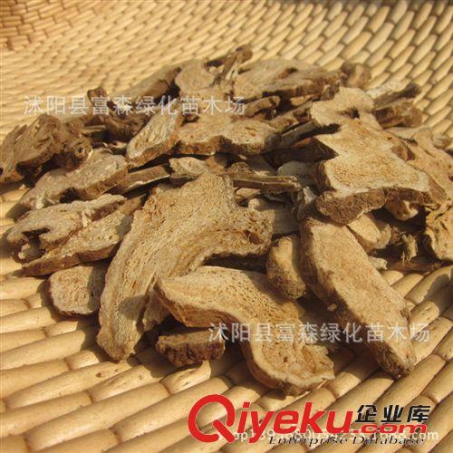 富森園林基地供應藥草種子 白術(shù)種子 價格公道 高凈度超高出芽率原始圖片2