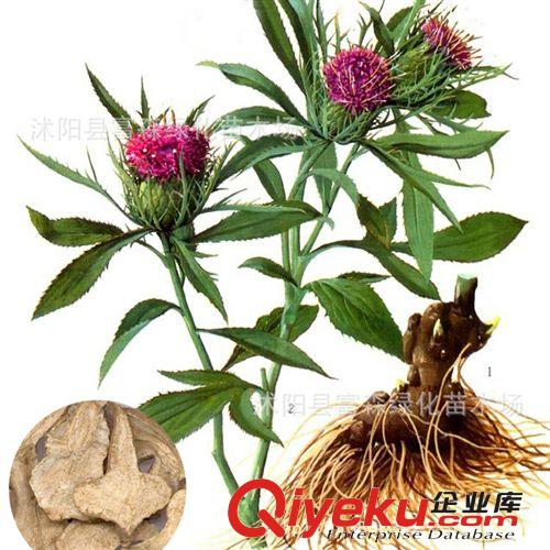 富森園林基地供應藥草種子 白術(shù)種子 價格公道 高凈度超高出芽率原始圖片3
