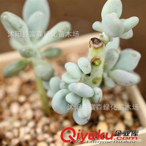 富森綠化低價批發(fā)【白鳳菊】多肉植物