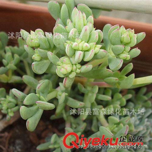 迷你【黃麗】多肉植物 防輻射 進化空氣桌面迷你植物