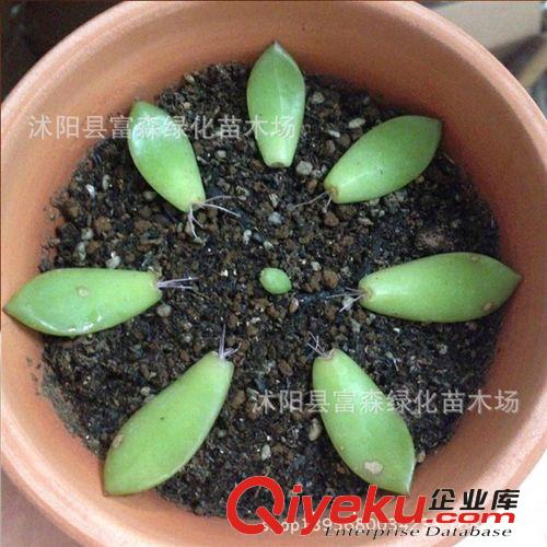 供應大量多肉植物【初戀】辦公室迷你小盆栽 桌面迷你植物