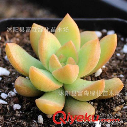 迷你【黃麗】多肉植物 防輻射 進化空氣桌面迷你植物原始圖片2