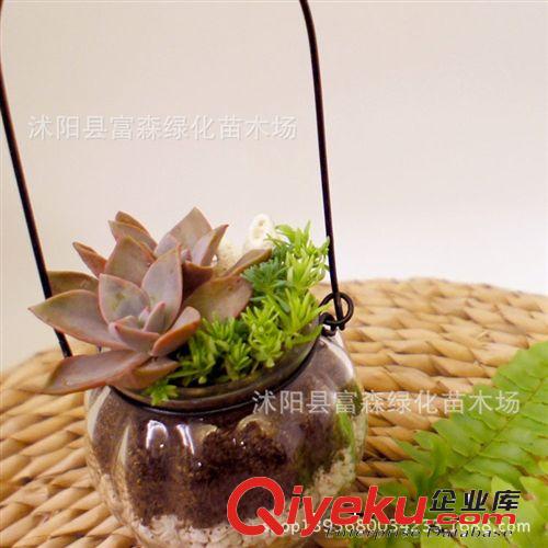 仙人類多肉類植物 【玉露】迷你植物迷你盆栽 防輻射不帶盆發貨
