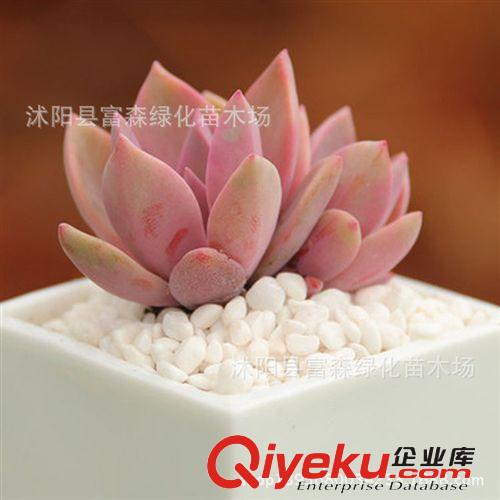 供應大量多肉植物【初戀】辦公室迷你小盆栽 桌面迷你植物原始圖片2