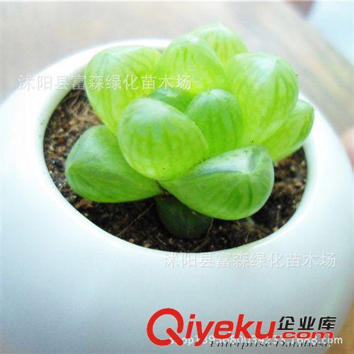 仙人類多肉類植物 【玉露】迷你植物迷你盆栽 防輻射不帶盆發貨