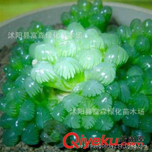 仙人類多肉類植物 【玉露】迷你植物迷你盆栽 防輻射不帶盆發貨原始圖片2