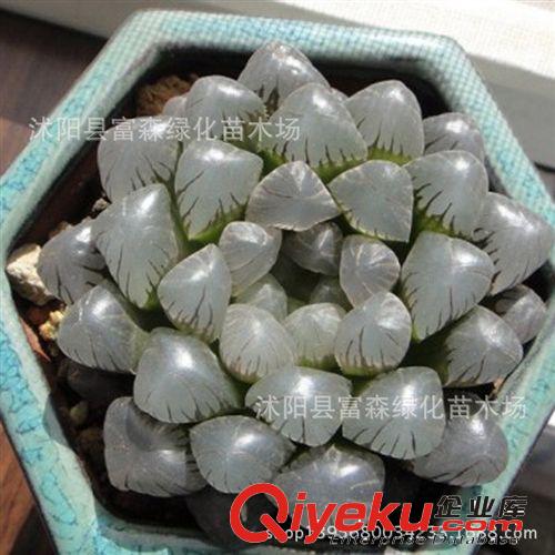 仙人類多肉類植物 【玉露】迷你植物迷你盆栽 防輻射不帶盆發貨原始圖片3