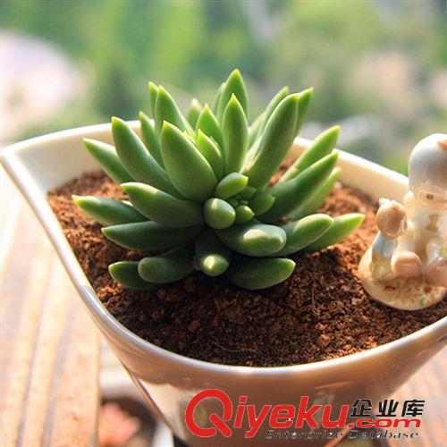 仙人類多肉類植物 【玉露】迷你植物迷你盆栽 防輻射不帶盆發貨