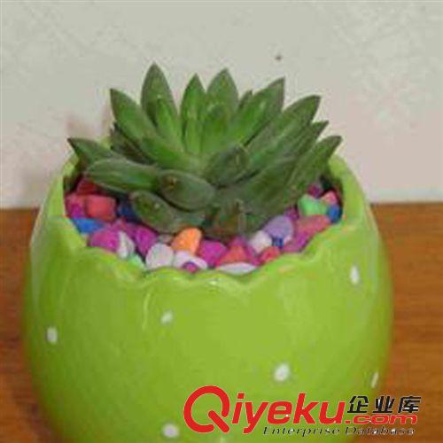 多肉植物【玉株蓮】又名“千拂手” 辦公室內(nèi)迷你盆栽 不帶盆發(fā)貨原始圖片2