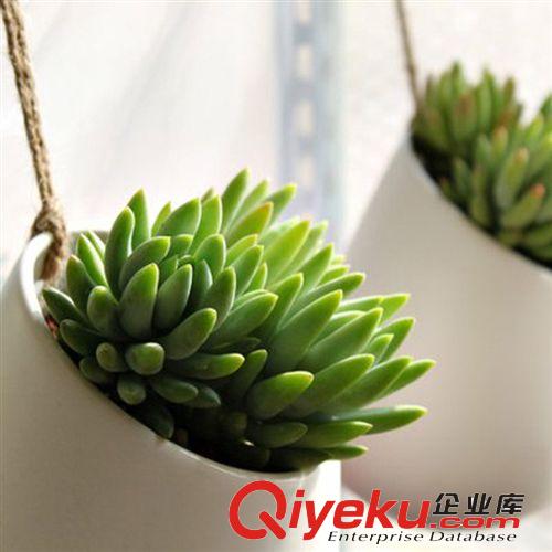 多肉植物【玉株蓮】又名“千拂手” 辦公室內(nèi)迷你盆栽 不帶盆發(fā)貨原始圖片3