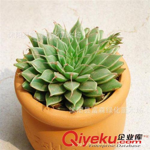 多肉植物【玉株蓮】又名“千拂手” 辦公室內(nèi)迷你盆栽 不帶盆發(fā)貨