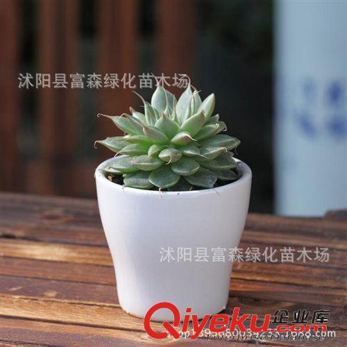 富森園林低價提供多肉植物【銀星】辦公室內迷你盆栽 不帶盆發貨原始圖片2