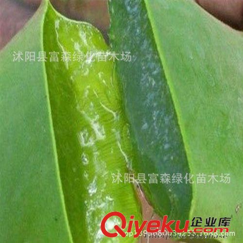 迷你【蘆薈】不夜城蘆薈 多肉植物 防輻射 物美價廉原始圖片2