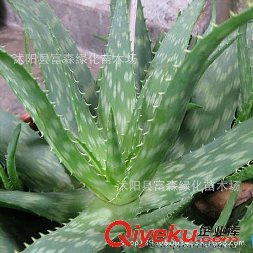 迷你【蘆薈】不夜城蘆薈 多肉植物 防輻射 物美價廉原始圖片3