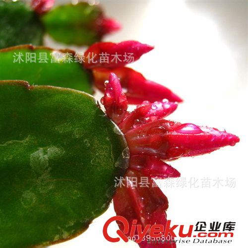 【富森園林】多肉植物蟹爪蘭 辦公室內迷你盆栽 帶泥 不帶盆發貨原始圖片3