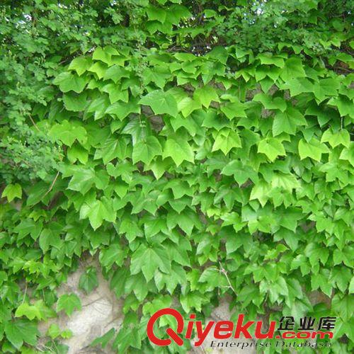 【富森園林】多肉植物蟹爪蘭 辦公室內迷你盆栽 帶泥 不帶盆發貨