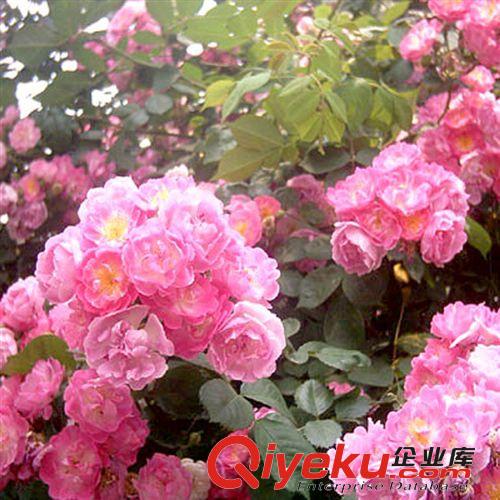 【富森園林】供應(yīng)各種苗木 種苗 種子 基地直銷 優(yōu)質(zhì) 凌霄花