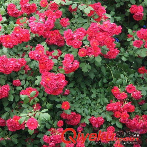 【富森園林】供應各種藤本植物 基地直銷 優質爬墻梅 薔薇多色原始圖片2