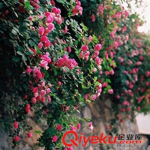 【富森園林】供應各種藤本植物 基地直銷 優質爬墻梅 薔薇多色原始圖片3