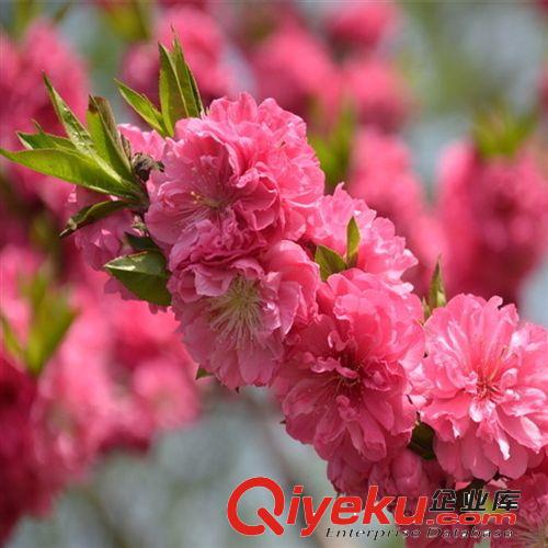 【富森園林】供應苗木 大量現貨 優質 碧桃 紫葉碧桃 紅色碧桃原始圖片2