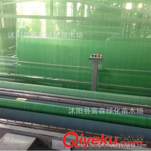 廠家直銷 農用遮陽網 6針綠色遮陽網 遮光降溫 抗氧化 耐腐蝕性好原始圖片3