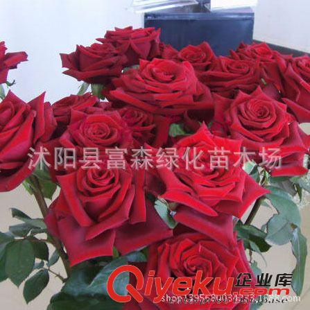 黑魔術(shù)種苗月季 花香濃郁 品種月季月季花 大花月季 盆栽花卉原始圖片3