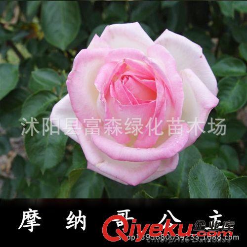 3年生月季苗 大花月季種苗 品種月季月季花 盆栽月季梅朗隨想曲