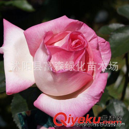 大花月季種苗3年生 品種月季月季花摩洛哥公主 盆栽月季芳香花大原始圖片2