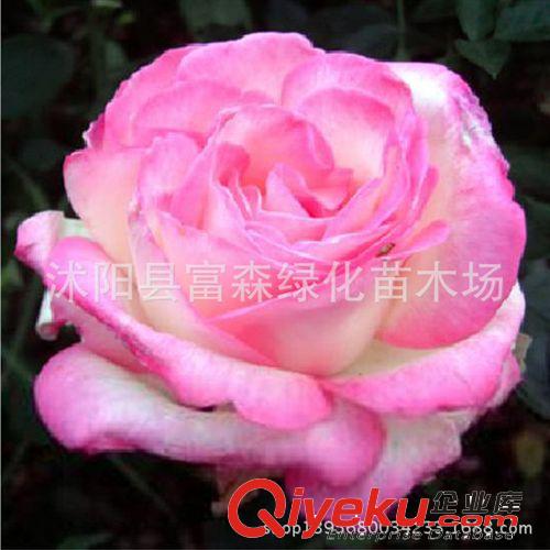 大花月季種苗3年生 品種月季月季花摩洛哥公主 盆栽月季芳香花大原始圖片3