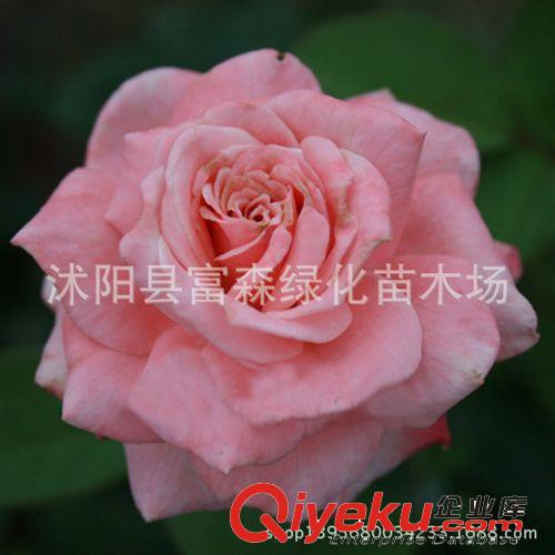 3年生月季苗 大花月季種苗 品種月季月季花 盆栽月季梅朗隨想曲