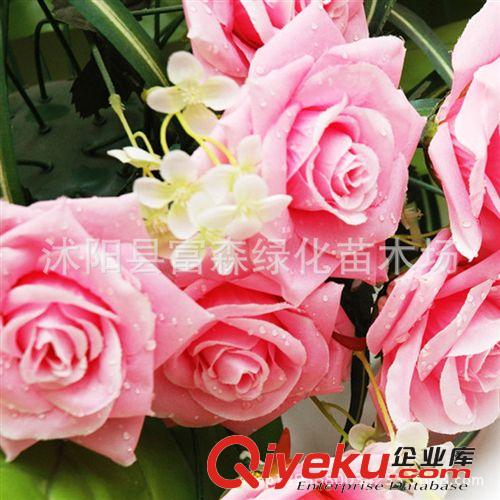 大花月季種苗3年生 品種月季美國粉苗 盆栽月季 芳香花大原始圖片3