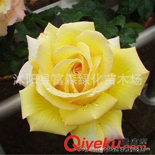 大花月季種苗3年生 品種月季美國粉苗 盆栽月季 芳香花大