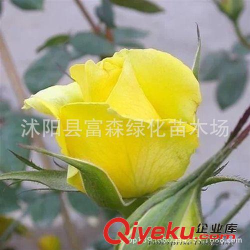 藤本月季藤和平種苗攀援花卉 色澤艷麗 品種月季黃和平爬藤月季原始圖片2