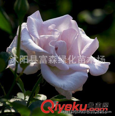 藤本月季藤和平種苗攀援花卉 色澤艷麗 品種月季黃和平爬藤月季