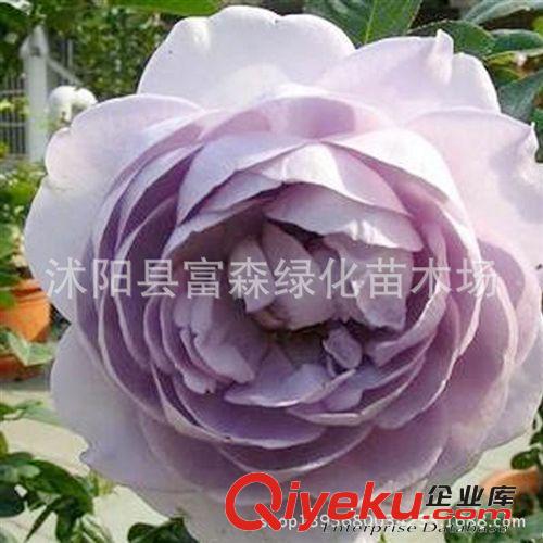 藍絲帶月季種苗 花香濃郁 品種月季月季花 大花月季 盆栽花卉原始圖片2