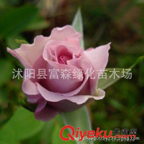 藍絲帶月季種苗 花香濃郁 品種月季月季花 大花月季 盆栽花卉原始圖片3