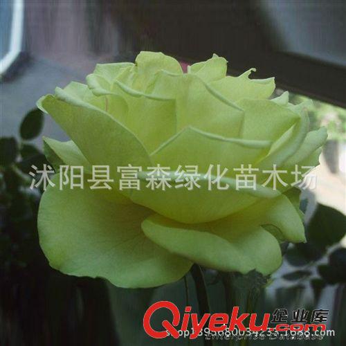 金枝玉葉月季種苗雜交香水月季品種月季月季花 大花月季 盆栽花卉