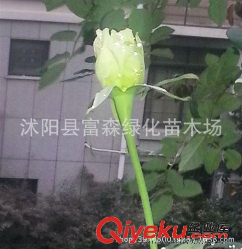 綠云種苗月季 花香濃郁 品種月季月季花 大花月季 盆栽花卉原始圖片2