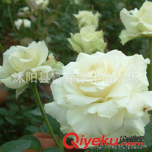 綠云種苗月季 花香濃郁 品種月季月季花 大花月季 盆栽花卉原始圖片3