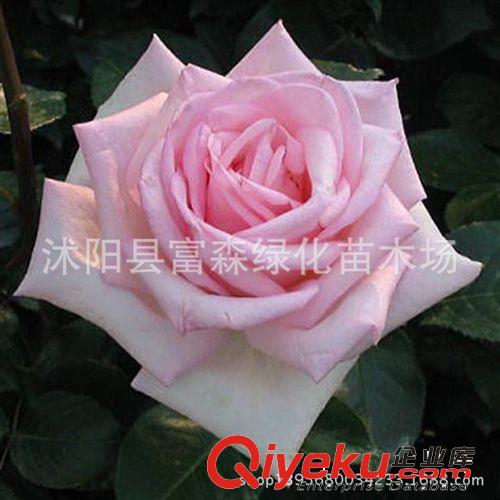 月季種苗綠星 花香濃郁 品種月季月季花 大花月季 盆栽花卉
