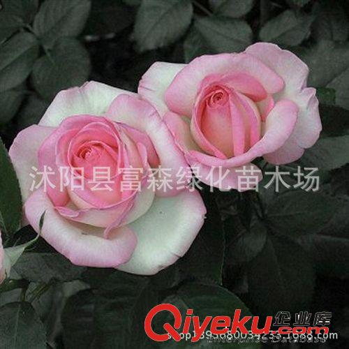 金枝玉葉月季種苗雜交香水月季品種月季月季花 大花月季 盆栽花卉原始圖片2