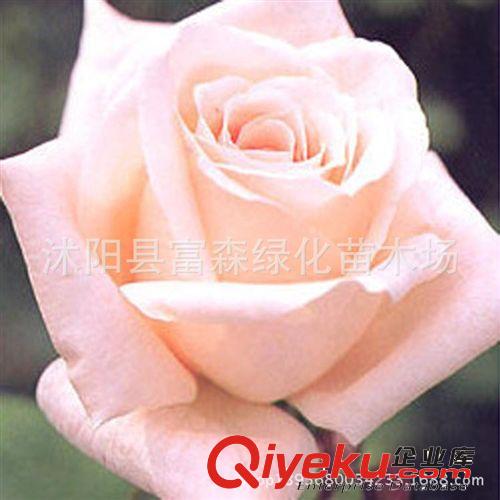 金枝玉葉月季種苗雜交香水月季品種月季月季花 大花月季 盆栽花卉原始圖片3