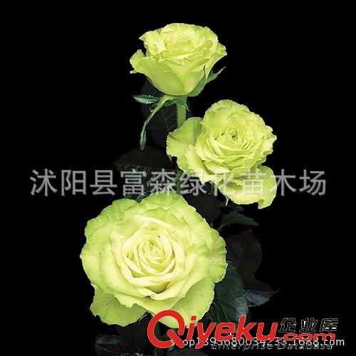 出售多花無刺薔薇 爬藤薔薇 大花薔薇苗 規(guī)格齊全 盆栽薔薇