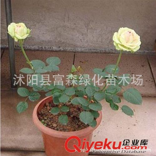 月季種苗綠星 花香濃郁 品種月季月季花 大花月季 盆栽花卉原始圖片2