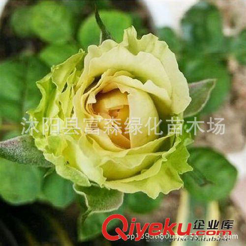 月季種苗綠星 花香濃郁 品種月季月季花 大花月季 盆栽花卉原始圖片3