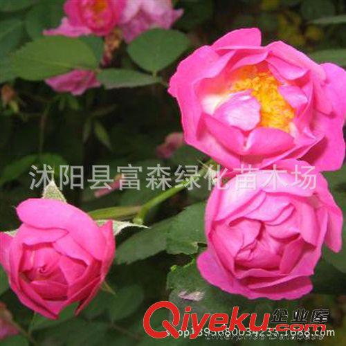重瓣玫瑰花成苗白花重瓣玫瑰苗 玫瑰苗 白玫瑰花苗白玫瑰小苗